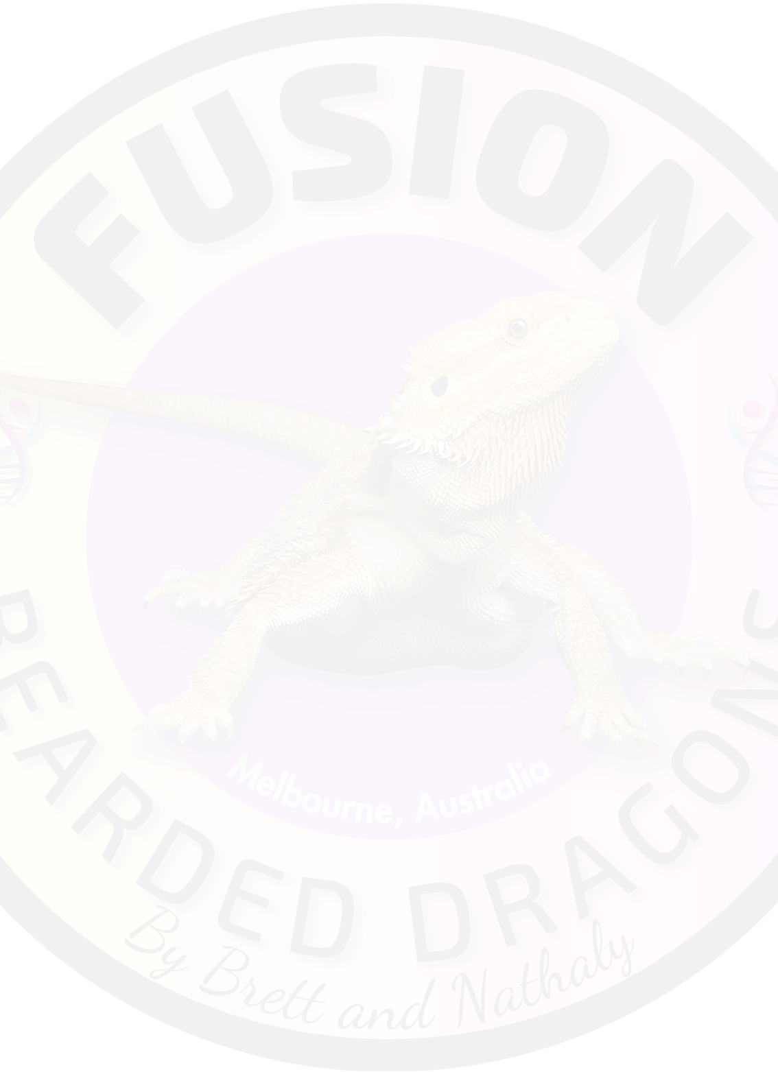 Bearded Dragon Morphs FUSION Bearded Dragons bearded-dragon-morphs-fusion-bearded-dragons